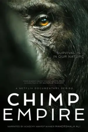 ดูซีรี่ย์สารคดี Chimp Empire (2023) อาณาจักรชิมแปนซี | Netflix